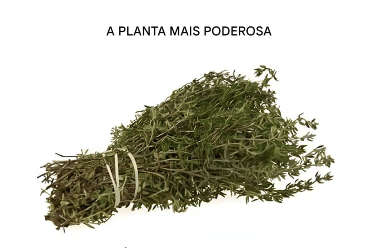 essa planta é a mais poderosa do mundo
